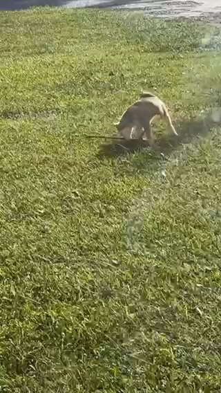Husky Boy Pup in Macon, Georgia