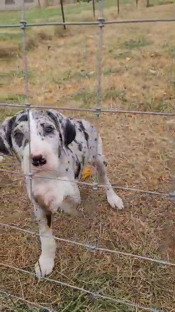 Akc Great Danes RTG in Sikeston, Missouri