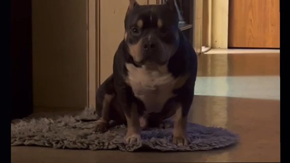 American Bully Rehome in Queens, New York