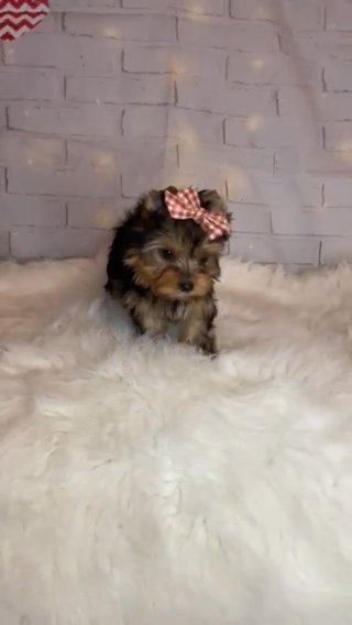 Yorkshire Terrier Girl in Boston, Massachusetts