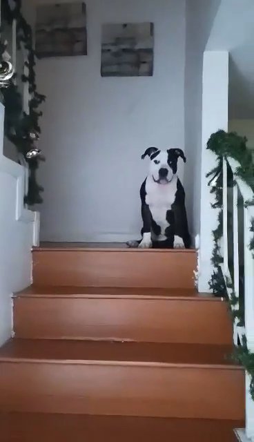 American bully razor edge in San Diego, California