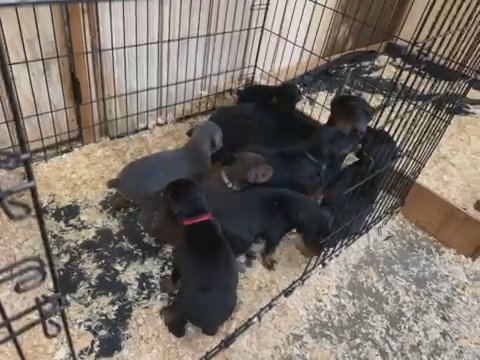 Purebred Doberman For Sale in Salem, Oregon