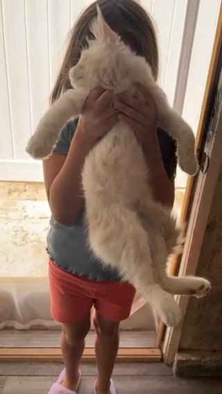 Baby Maine Coon in Los Angeles, California