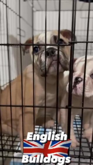 English Bulldogs in Queen Creek, Arizona