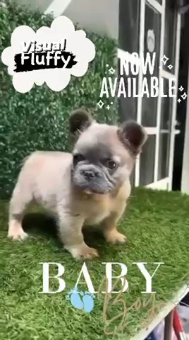 French bulldog in Queen Creek, Arizona