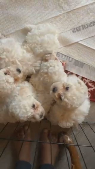 All White Maltipoos in Austin, Texas