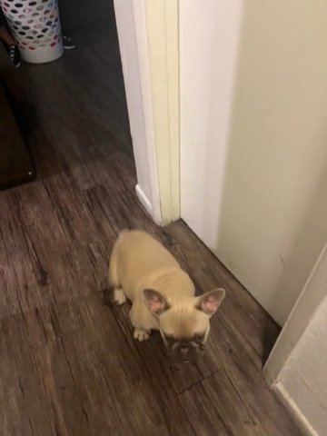 Frenchy in Fontana, California
