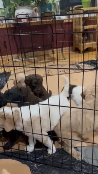 F1B Labradoodles in Grand Rapids, Michigan