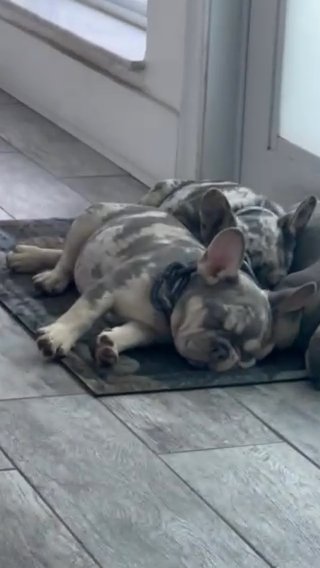 One Of A kind French bulldogs in Sunrise, Florida