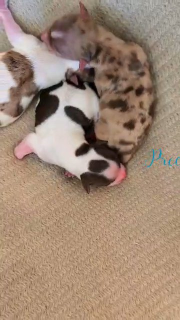 **SOLD** Tiny Chocolate Parti male in League City, Texas