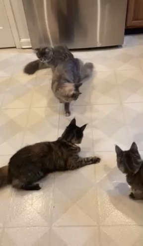Purebred Tica Maine Coons in Westminster, Maryland