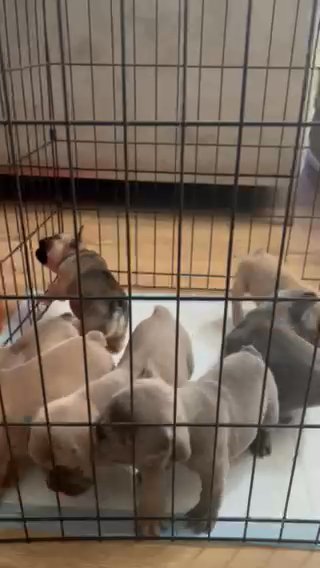 French Bulldogs in Elk Grove, California