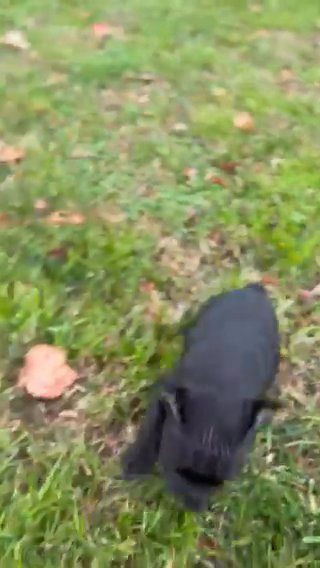 Oreo in California, Maryland