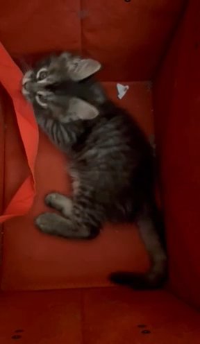 Maincoon Kittens in Riverside (Township), Illinois