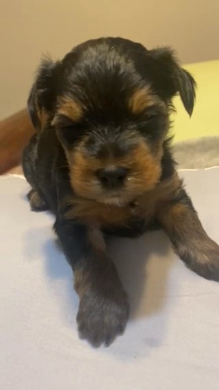 Max Showing Off in Dallas, Texas