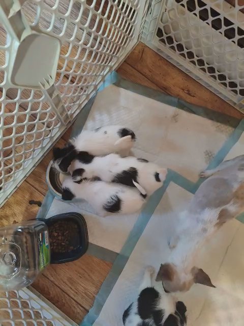 my beautiful Apple had Chihuahua puppies in Waterbury, Connecticut