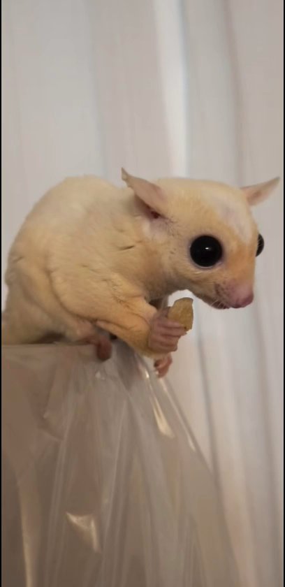 sugar glider! in Phoenix, Arizona