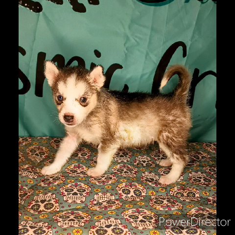 "Acacia" AKC Siberian Husky in St. Louis, Missouri