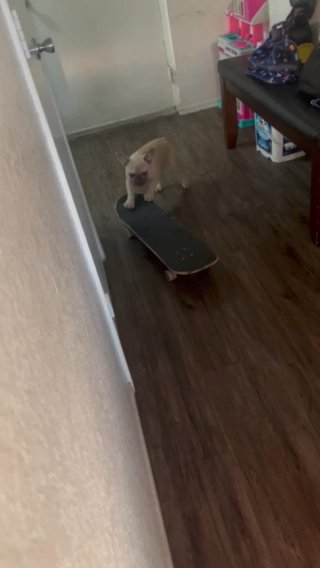 French BullDog in Fontana, California