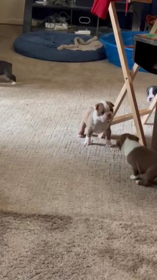 Boston Terrier Puppy in Flint, Michigan
