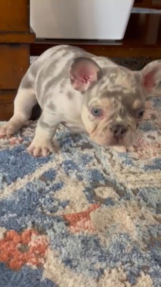 French Buldog Puppie in Houston, Texas