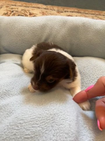 CKC Chocolate Parti Female Yorkie in Greensboro, North Carolina