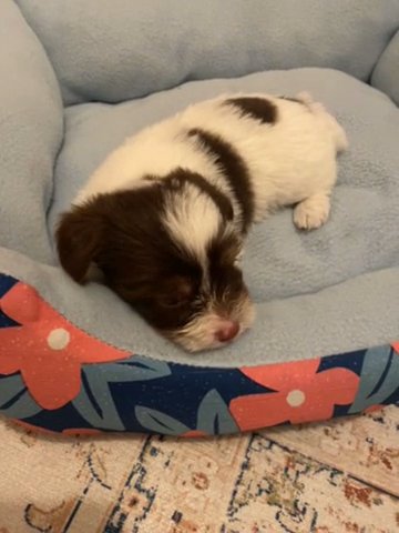 CKC Chocolate Parti Yorkie Boy in Greensboro, North Carolina