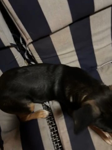 5$ dog for sale in Fresno, California