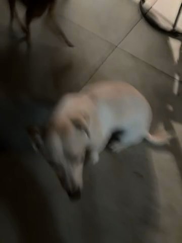 5$ dog for sale in Fresno, California