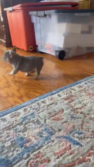 Male Lilac And Tan French Bulldog in Houston, Texas