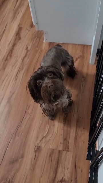 19 month old Kb Dark Choc Brindle Female in Milford, Delaware