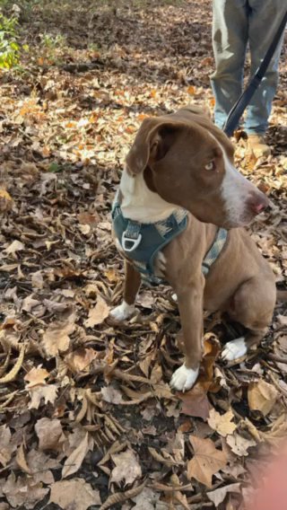 We Are A Small Rescue For Pets in Hopkinsville, Kentucky