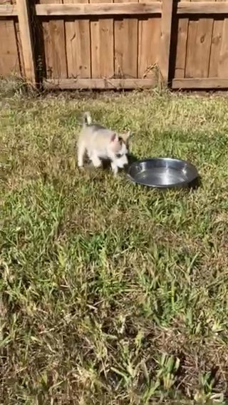 Siberian husky With Malamute husky in Homestead, Florida