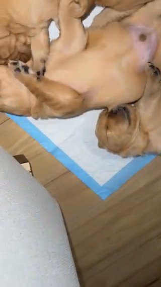 Golden Retriever Puppies in Clovis, California