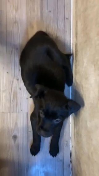 Puppy For Sale in New York City, New York