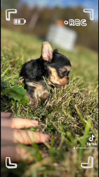 Tiny Registered Yorkie Boy in Cookeville, Tennessee