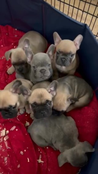 AKC French Bulldogs in Elk Grove, California