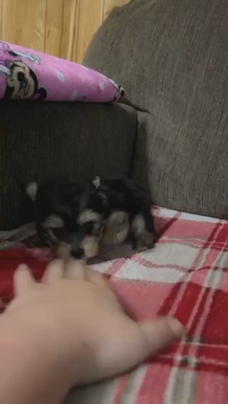 Tiny Yorkie in Cookeville, Tennessee