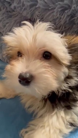 SOLD Designer Puppy - Teddy Bear Merle Morkie in Atlanta, Georgia