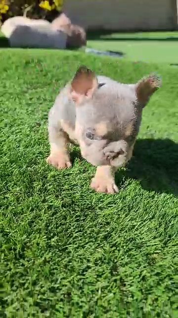 Lilac Frenchie Boy in Las Vegas, Nevada