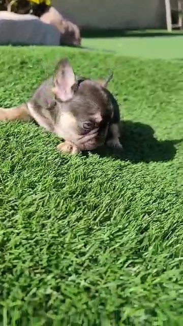 Chocolate Girl carries Fluffy in Las Vegas, Nevada