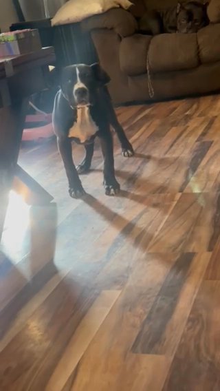 American Bully Xl in Nashville, Tennessee
