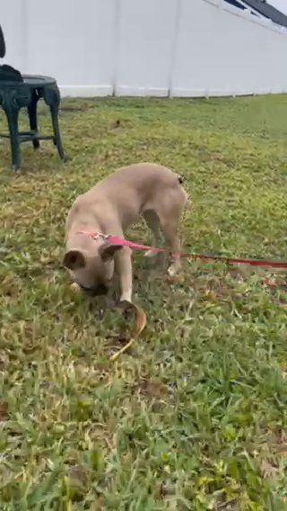 French Bulldog Sale in Largo, Florida
