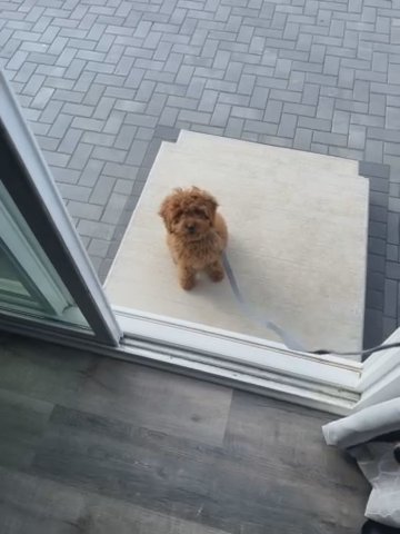 Cavapoo Puppy in Gurnee, Illinois