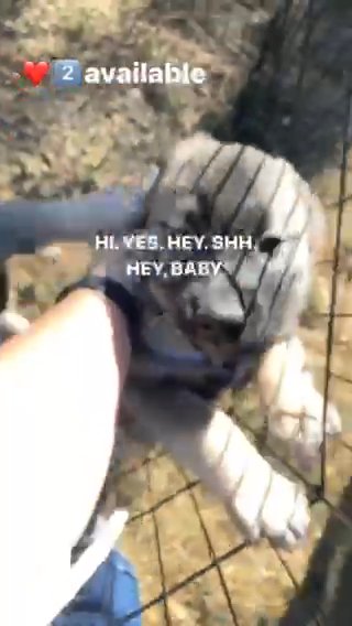 NorwegianElkhound PUPPIES in Casper, Wyoming