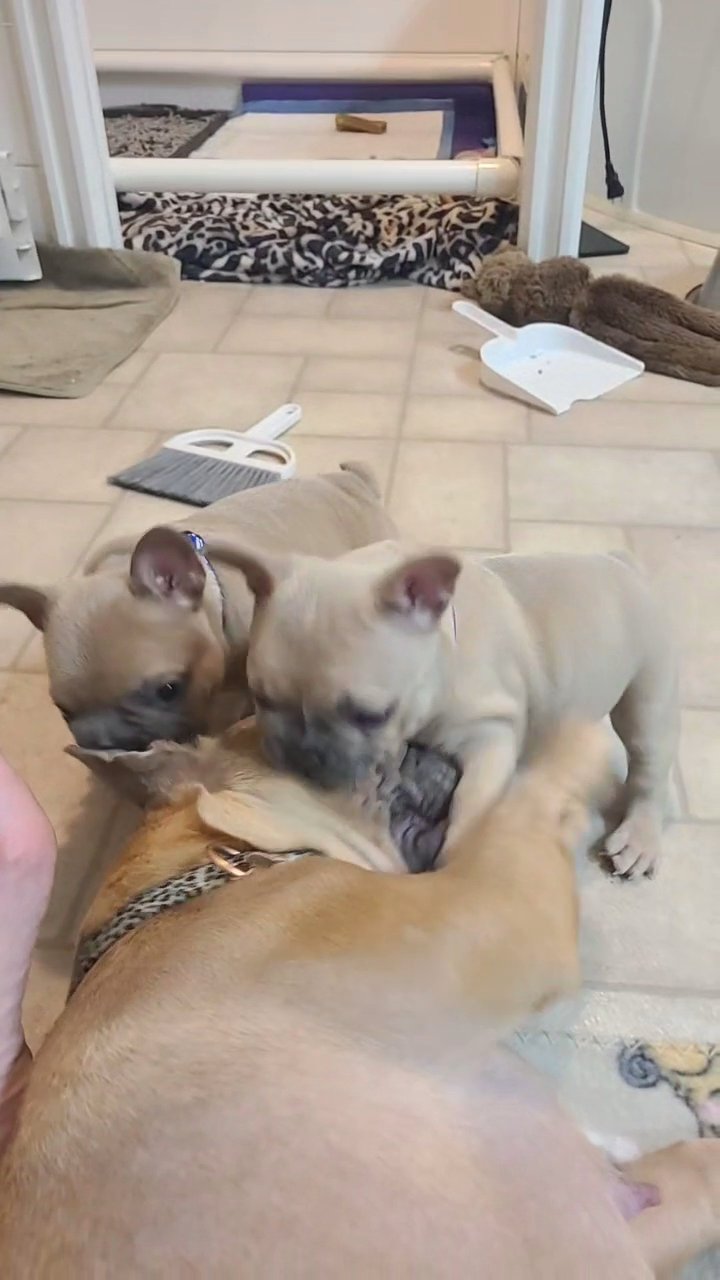 AKC French Bulldog! in Columbia, South Carolina