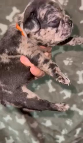 Merle Female Frenchie Puppy in Asheboro, North Carolina