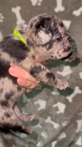 Merle Female Frenchie Puppy in Asheboro, North Carolina