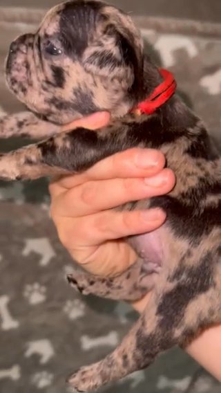 Male Red Collar Merle Frenchie in Asheboro, North Carolina