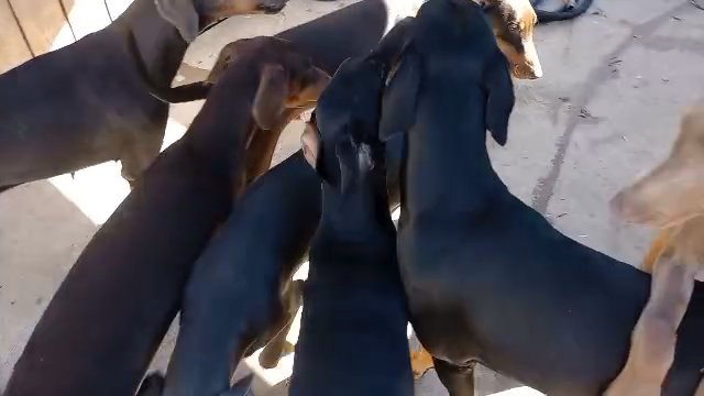 doberman's puppies  5 months old in San Diego, California